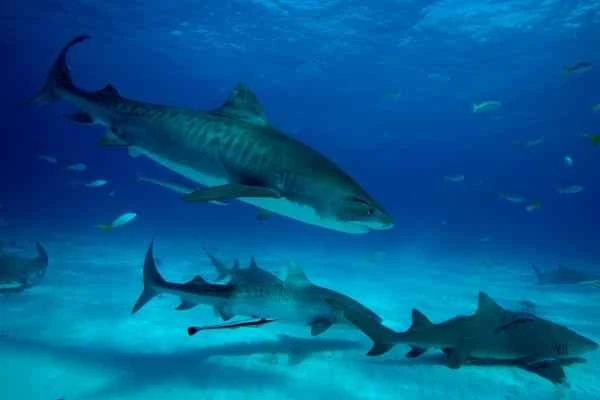 Mediterranean shark - Tiger shark (Galeocerdo cuvier)