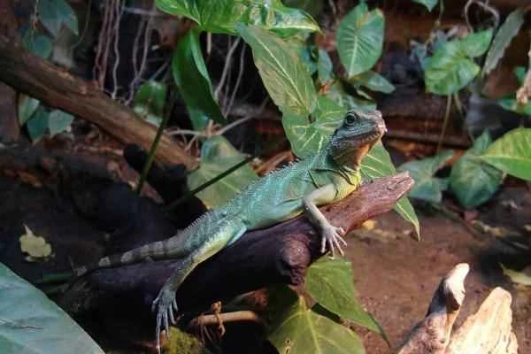 Animales con cola larga - Dragón acuático de indochina (Physignathus cocincinus)