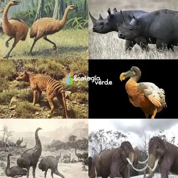 List of animals caused to go extinct by humans