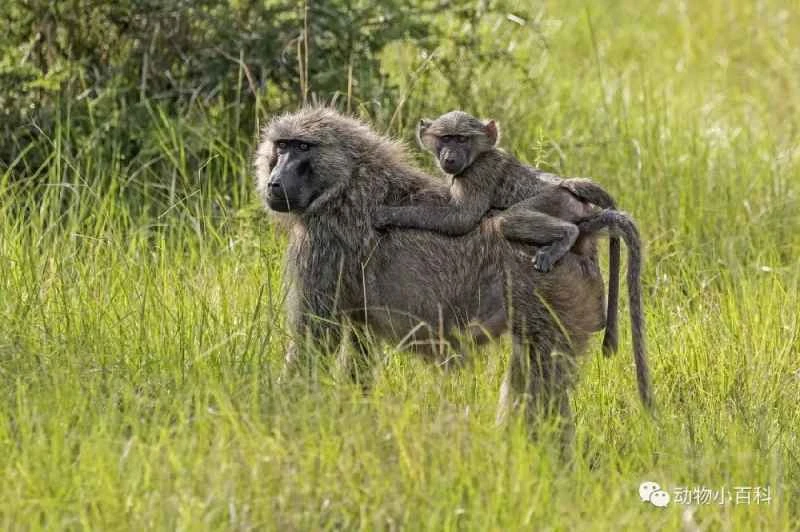 The world's ten smartest monkeys