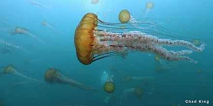 Detailed information on jellyfish and their habits (detailed introduction)