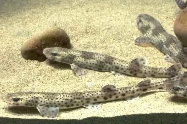Mediterranean shark - Whitetip reef shark (Scyliorhinus stellaris)