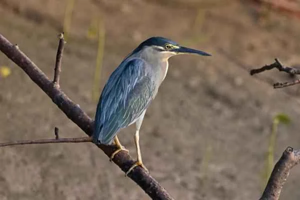Wading birds: What are they and examples - Blue heron