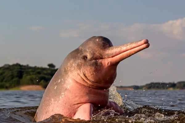 Dolphin species - Delphinidae