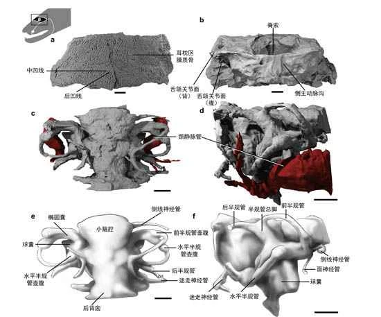 Classification and Evolution of Short-eared Frilled Fish