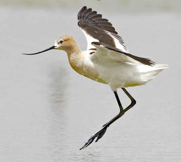 American Avocet: A Comprehensive Guide