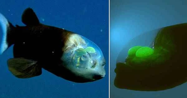 12 strange and unusual fish in the world, are they from outer space?
