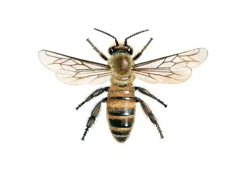 bee 蜜蜂