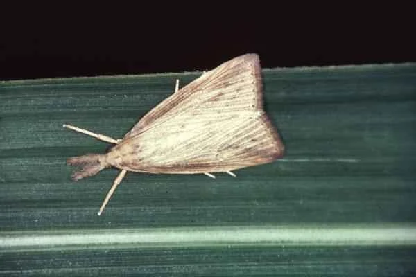 Butterfly species - Dwarf moth (Diatraea saccharalis)