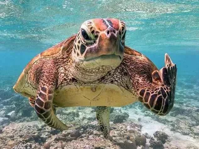 Detailed information and habits of sea turtles