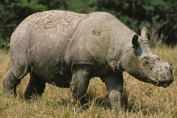 Types of rhinoceroses - Sumatran rhinoceros (Dicerorhinus sumatrensis)