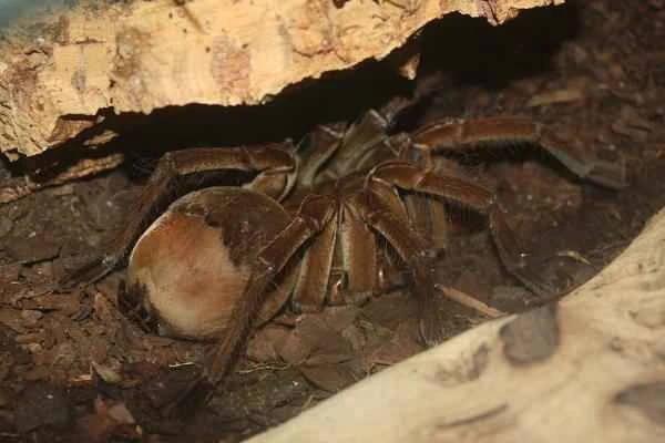 Animals of China - Giant Tarantula