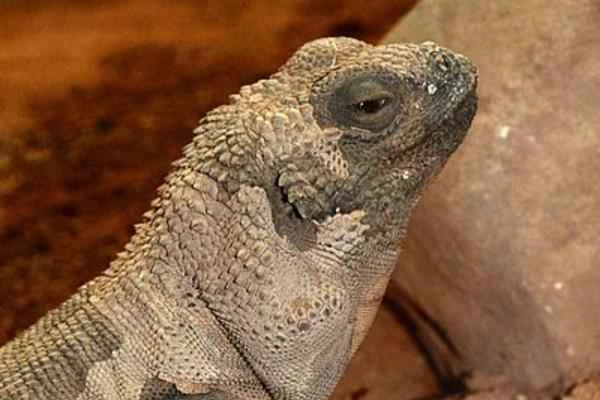 The endangered animal of Baja California - Cachahuala (Sauromalus hispidus) of Angel de la Guada Island.