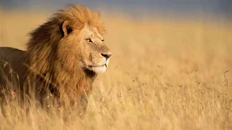 Lion: Not particularly fast, yet still the most powerful predator on the savanna.