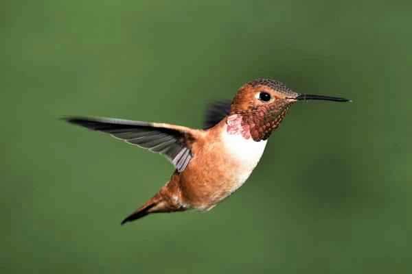 Endangered hummingbirds: Species introduction, current status and conservation measures
