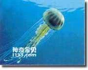 Types of invertebrates