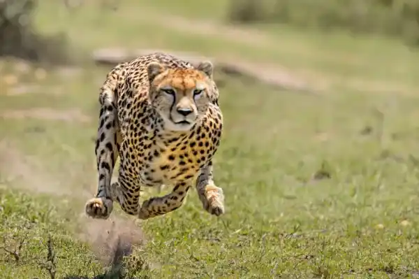 The world's fastest animal and its speed