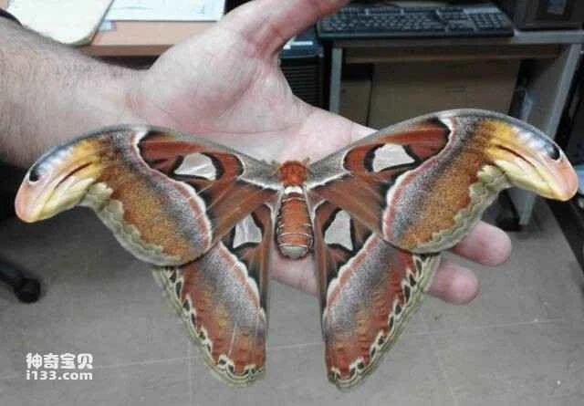The world's ten largest insects (giants among insects)