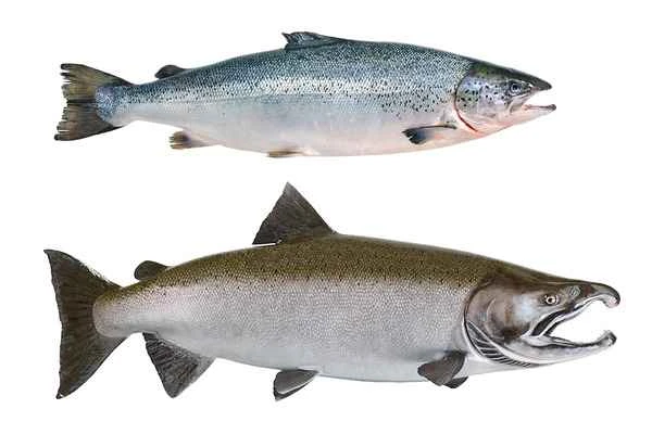 Salmon (scientific name: Salmo salar) 三文鱼(学名:Salmo salar)