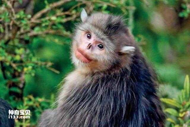 The Yunnan snub-nosed monkey, one of the world's most precious primates.