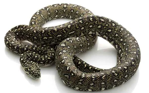 Diamond Python: A beautiful snake from eastern Australia