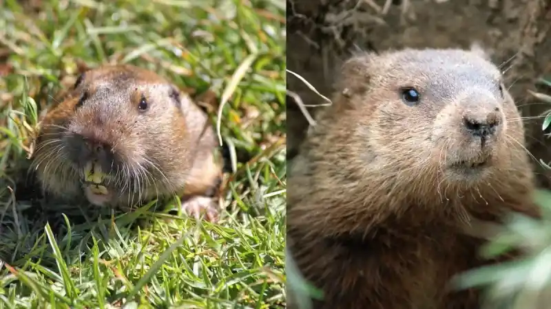 Groundhog vs. Marmot: Key Differences Explained Visually