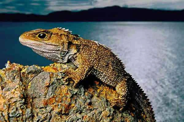 Characteristics and classification of lizards, "living fossil" reptiles
