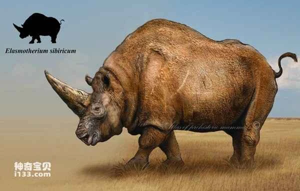 2024022721138604.jpg Elasmotherium.jpg