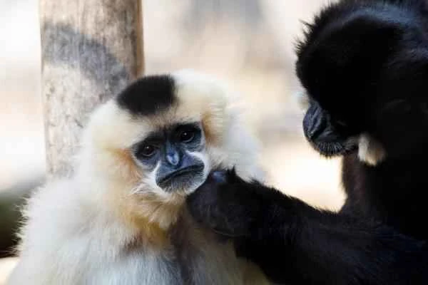 Chinese Animals - Hainan Gibbon
