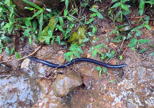 Animals in the world that are most afraid of heat