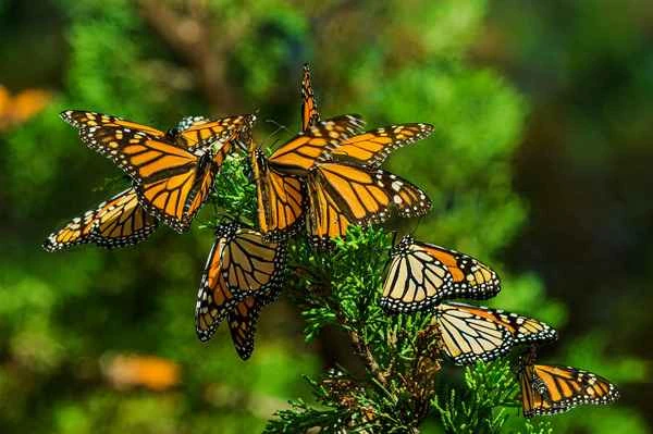 Facts about butterflies: Understanding the fascinating world of butterflies