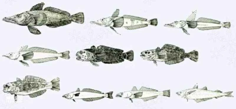 Characteristics and Habits of Antarctic Fish