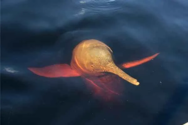 Delfín rosado del Amazonas en peligro de extinción - Cuántos delfines rosados ​​del Amazonas quedan en el mundo