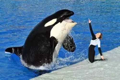 Why are orcas friendly to humans? Understanding orca behavior and their relationship with humans.