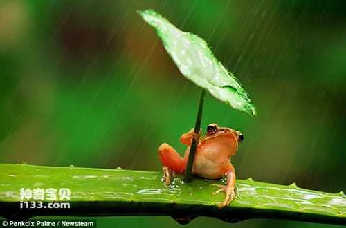 Clever tree frog uses leaves as an umbrella to withstand a torrential downpour for 30 minutes (Photos) (2)