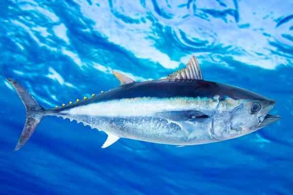 Pelagic Fishes: What They Are, Characteristics, and Examples – Bluefin Tuna
