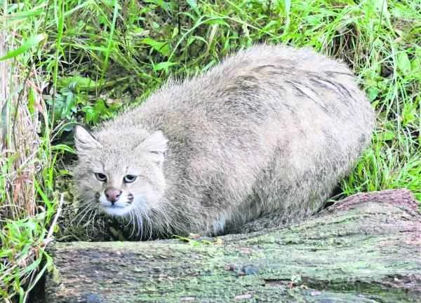 Animals in peligro de extinción in Uruguay - Gato de pajonal