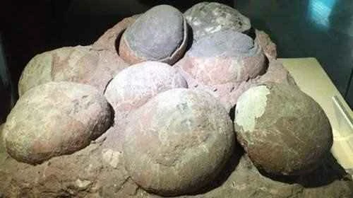 Dinosaur egg fossils 恐龙蛋化石
