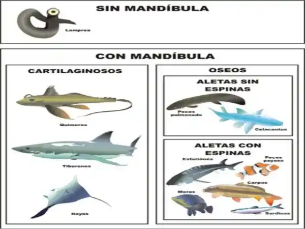 Fish Classification (Detailed Explanation)