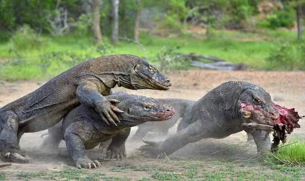 The terrifying facts about Komodo dragons will shock you.