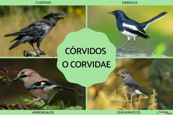 Corvidae: What they are, their characteristics, and their main species