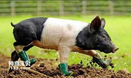 Dogs are actually less intelligent than pigs (the pigs you don't know)