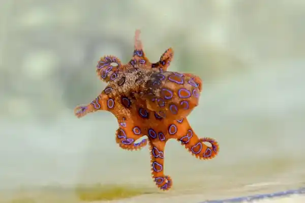 Australia's 10 most unusual animals