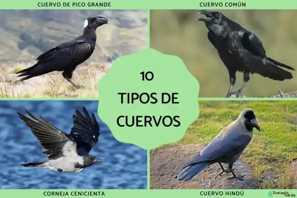 10 Common Crows and Ravens: Representing Mystery and Wisdom in the Corvus Genus