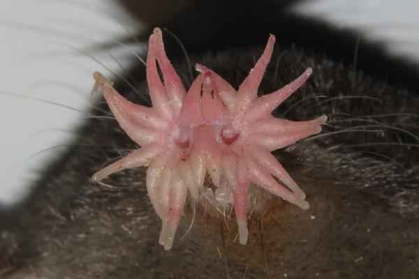 Animales in tentáculos - Topo de nariz de estrella (Condylura cristata)