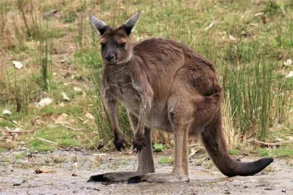 Animales que saltan alto - Canguro (Macropus rufus)