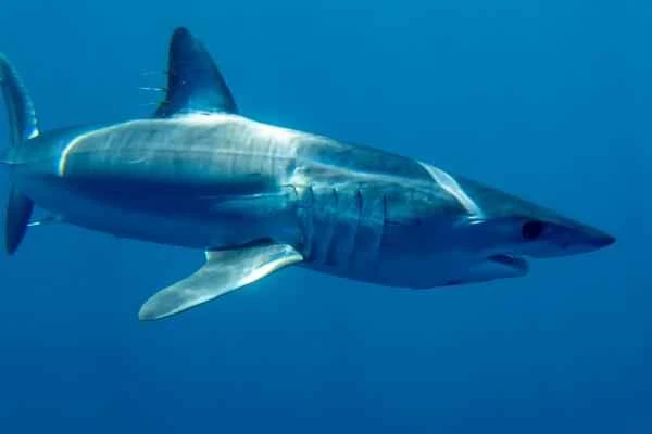 endangered shark - mackerel shark