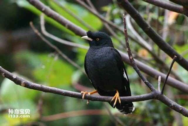 Top 10 most affectionate birds; which birds love to be close to people?