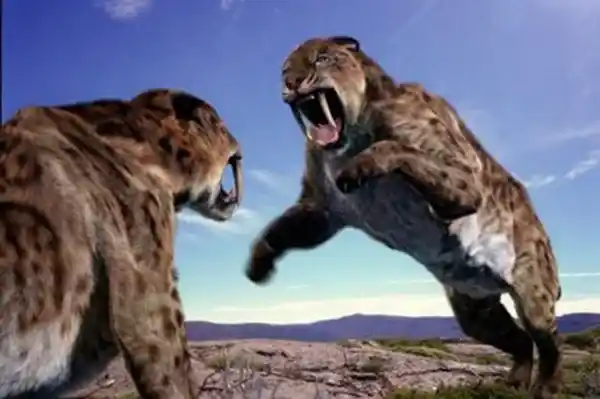 Why did the saber-toothed tiger become extinct?