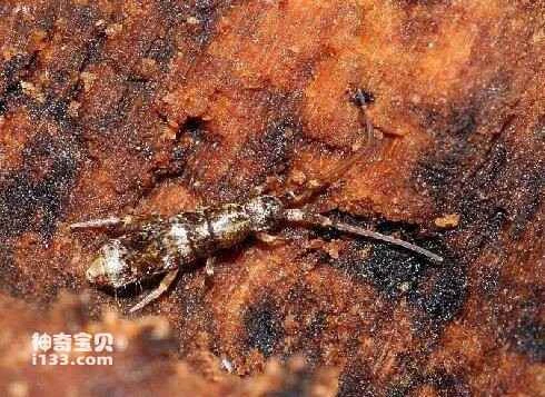 The Origin of Insects (The Earliest Flyers)